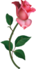 Flower Rose Bud On Branch Pink Large Image
